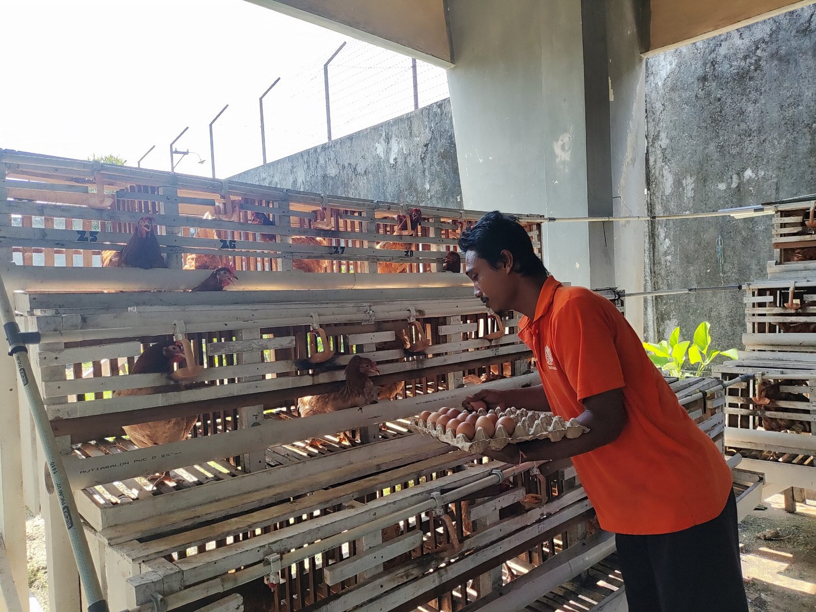 Program Ketahanan Pangan Rutan Palangka Raya, WBP Ternak Ayam Petelur