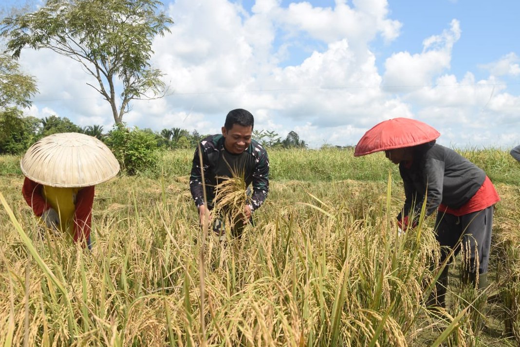 TNI Bantu Panen Padi di Tengah Pembangunan Jalan TMMD HST