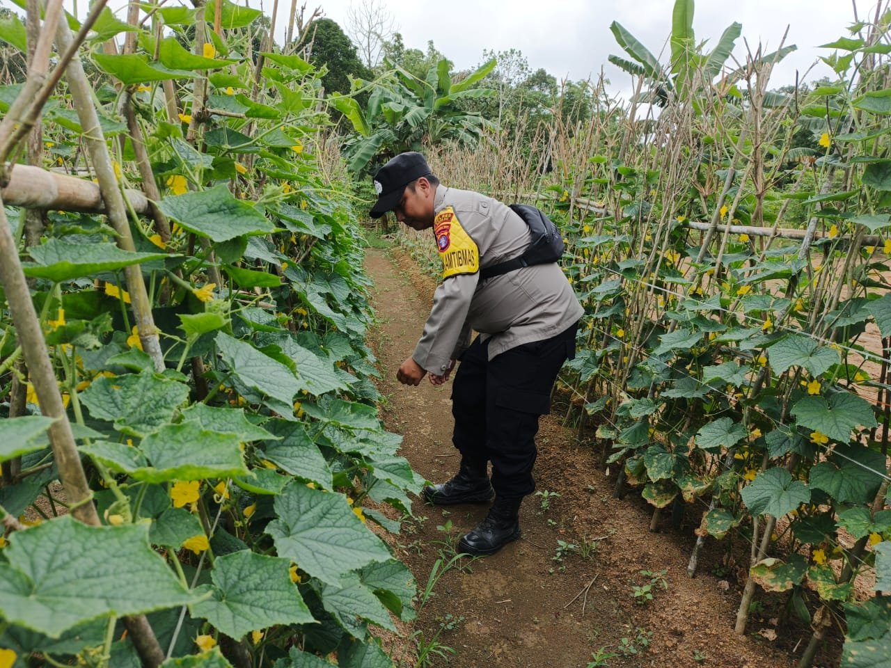PPKP Polsek Tewah Ajak Warga Dukung Ketahanan Pangan dari Rumah