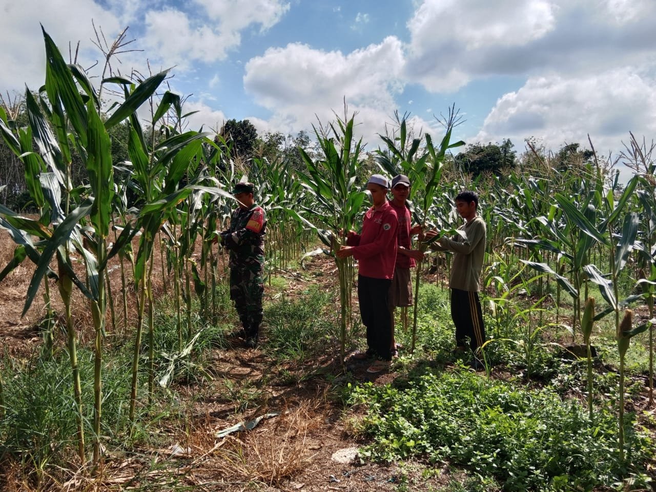 Babinsa Batang Alai Utara Dampingi Panen Jagung untuk Ketahanan Pangan