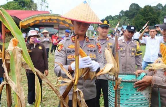 Kapolres AKBP Chandra Ismawanto Ikut Panen Jagung di Desa Pendahara