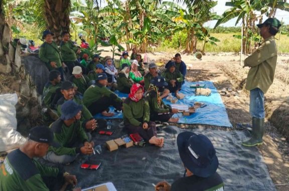 Petani Cabai Kapuas Ikuti Sekolah Lapang Pengendalian Hama Terpadu