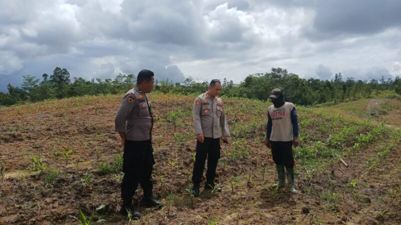 Tinjau Kebun Jagung 1,5 Hektar di Belakang Mapolres, ini Kata Kapolres Gumas