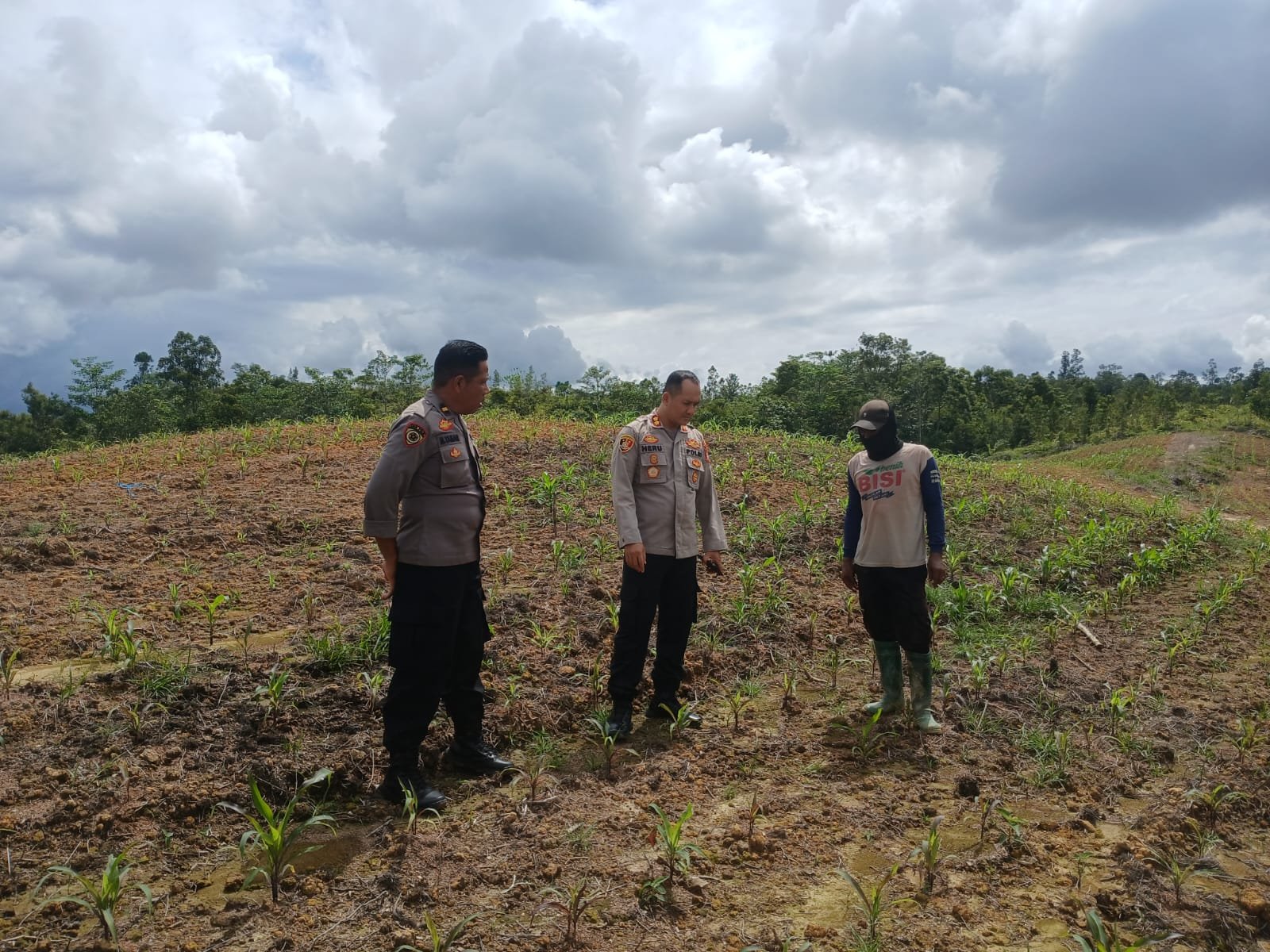 Tinjau Kebun Jagung 1,5 Hektar di Belakang Mapolres, ini Kata Kapolres Gumas
