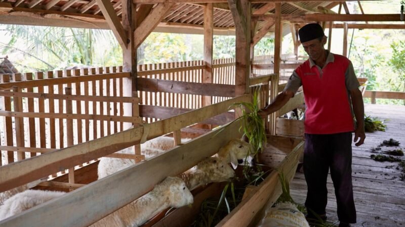 Reforma Agraria Dongkrak Usaha Ternak Domba di Desa Nunuk Baru
