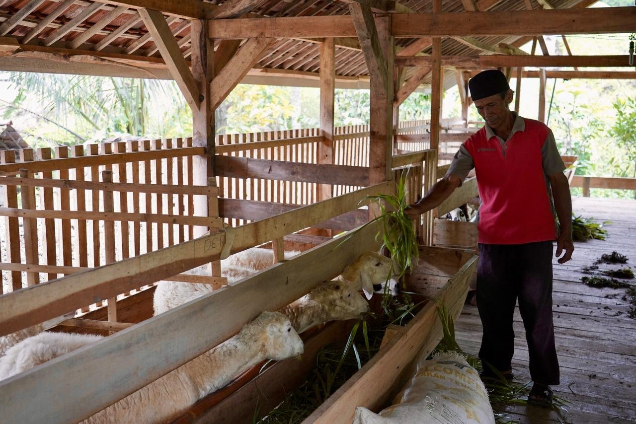 Reforma Agraria Dongkrak Usaha Ternak Domba di Desa Nunuk Baru