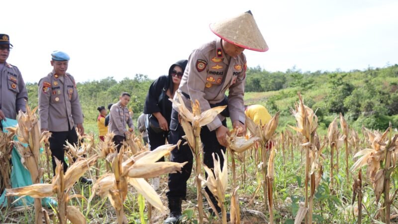 Polres Gumas Gelar Panen Jagung, Dorong Ketahanan Pangan dan Pembelajaran Pertanian bagi Pelajar