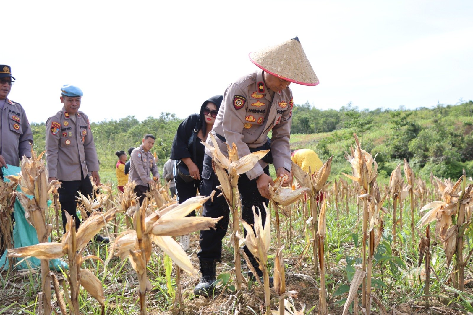 Polres Gumas Gelar Panen Jagung, Dorong Ketahanan Pangan dan Pembelajaran Pertanian bagi Pelajar