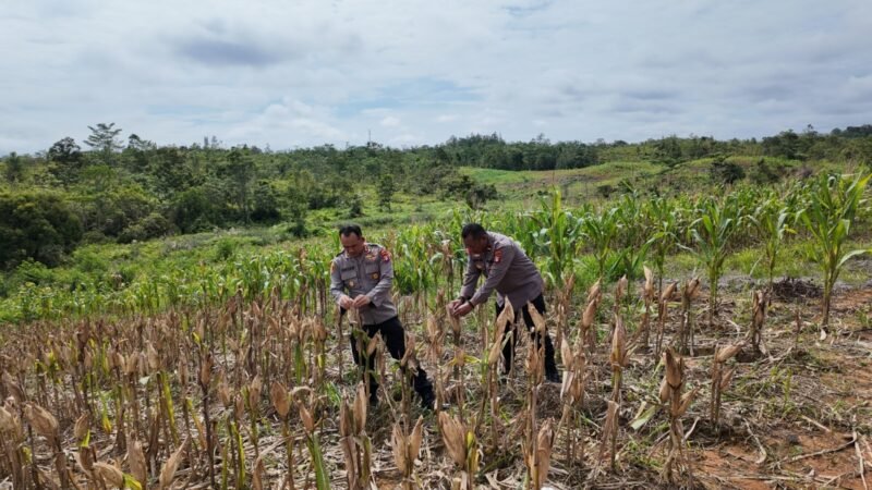 Kapolres Gumas Tinjau Kesiapan Panen Jagung Hibrida: Wujud Dukungan Polri terhadap Ketahanan Pangan