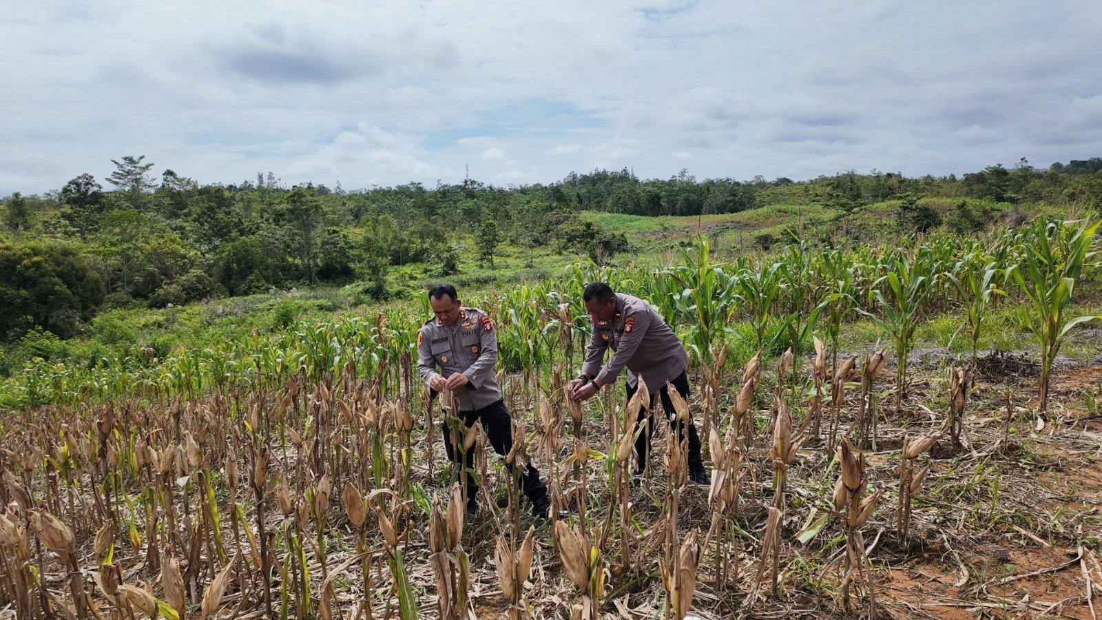 Kapolres Gumas Tinjau Kesiapan Panen Jagung Hibrida: Wujud Dukungan Polri terhadap Ketahanan Pangan