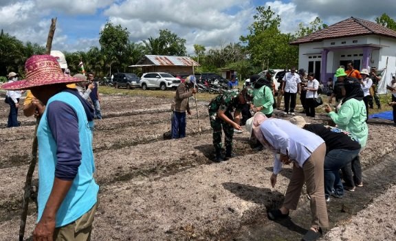 Sukseskan Ketahanan Pangan, Dandim 1016 Plk Hadiri Penanaman Padi Gogo