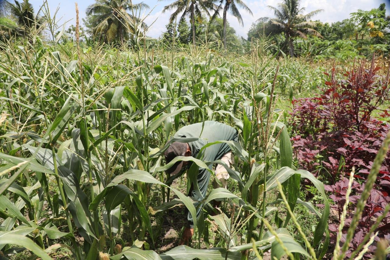 Reforma Agraria Dorong Petani Desa Baumata Bangkit, Kepastian Tanah Berbuah Kenaikan Pendapatan