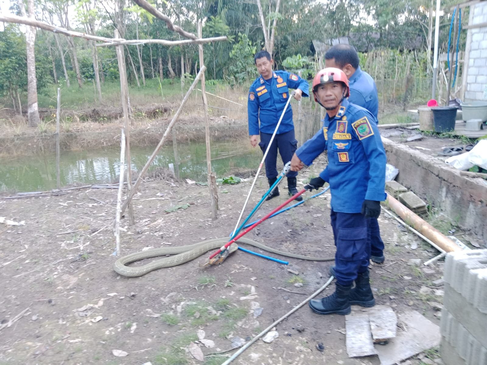 Respons Cepat Damkar Pulpis Evakuasi King Cobra 4 Meter dari Permukiman Warga