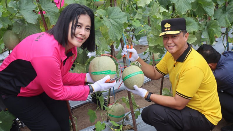 Polda Kalteng Panen Melon Perdana, Bukti Nyata Dukung Program Ketahanan Pangan Nasional