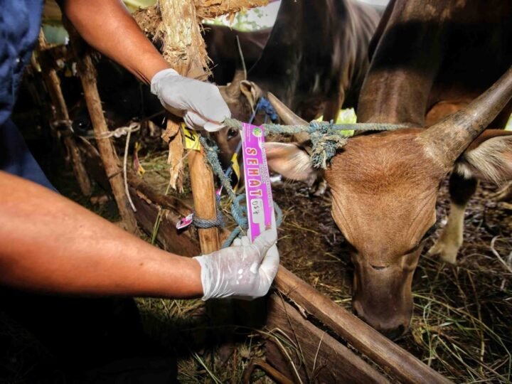 Stok Hewan Kurban di Palangka Raya Dipastikan Aman dan Sehat