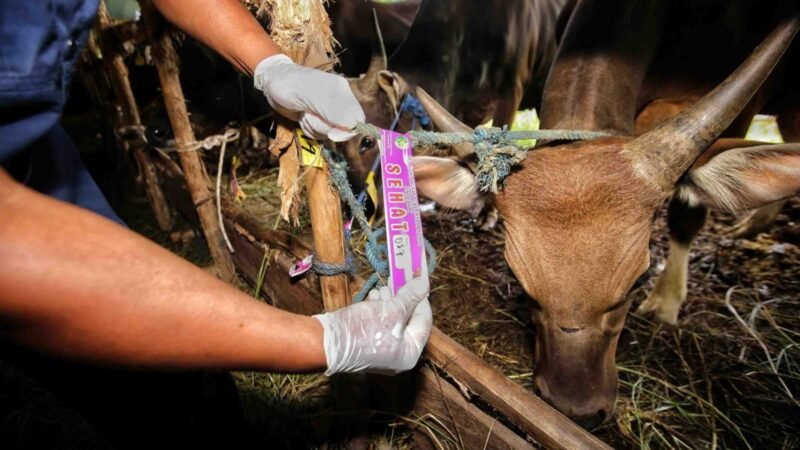 Stok Hewan Kurban di Palangka Raya Dipastikan Aman dan Sehat