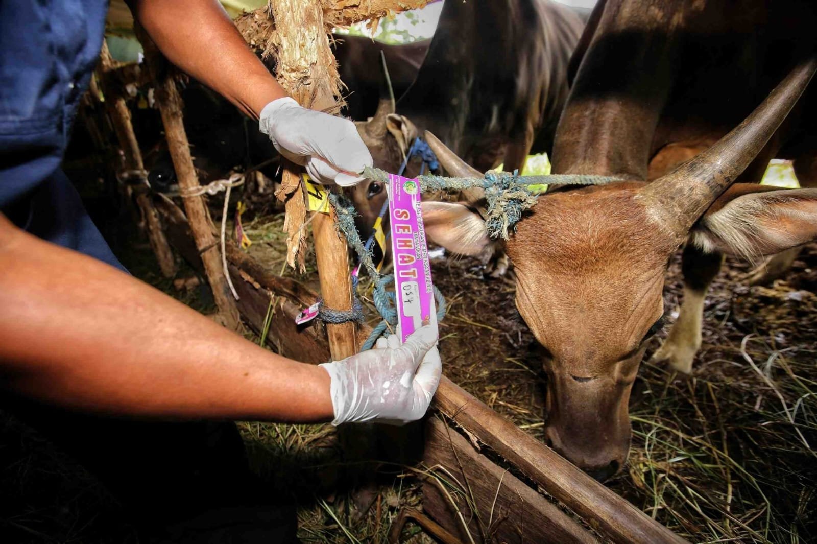 Stok Hewan Kurban di Palangka Raya Dipastikan Aman dan Sehat