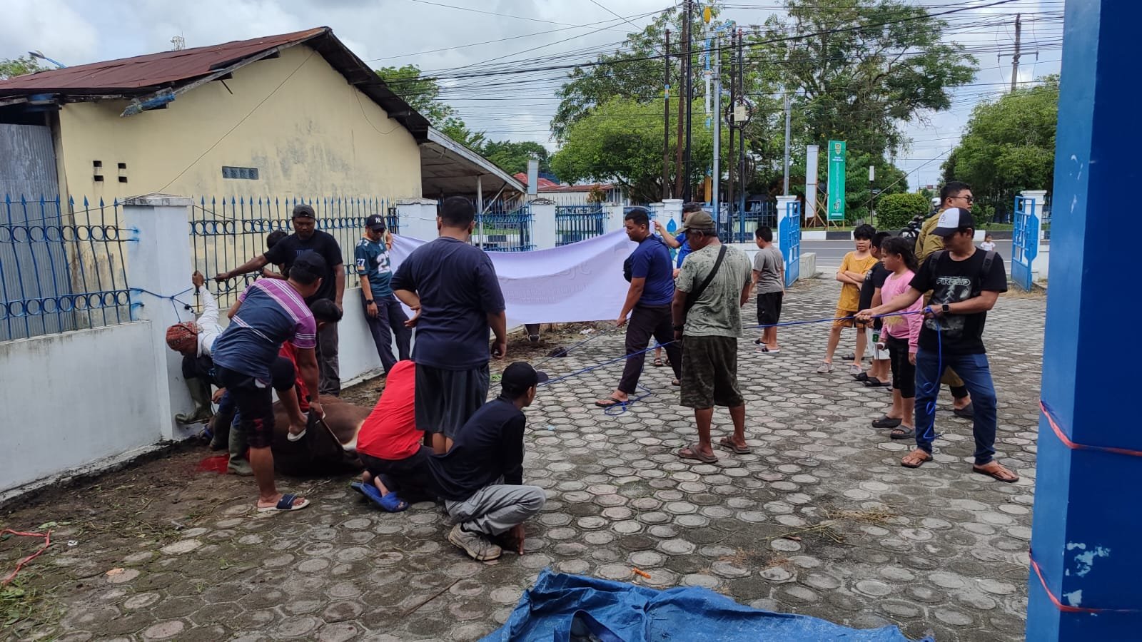 Iduladha 1447 H, PWI Kalteng Sembelih 4 Ekor Sapi