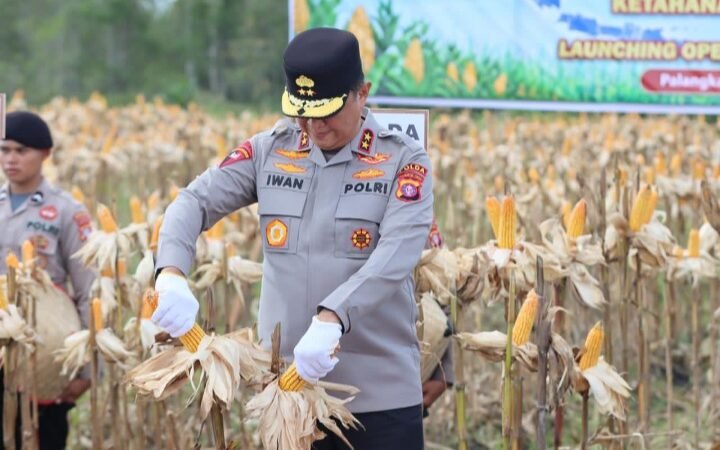 Kapolda Kalteng Panen Raya Jagung Kuartal II Bersama Forkopimda di Rakumpit