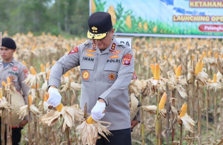 Kapolda Kalteng Panen Raya Jagung Kuartal II Bersama Forkopimda di Rakumpit