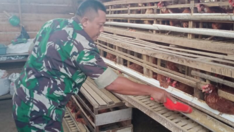 Dukung Ketahanan Pangan, Anggota Koramil 1016 -01/Pahandut Pelihara Ayam Petelur
