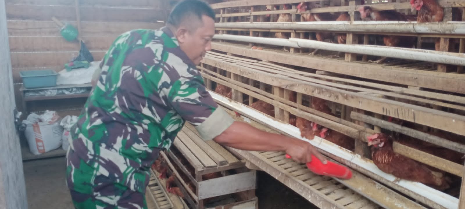 Dukung Ketahanan Pangan, Anggota Koramil 1016 -01/Pahandut Pelihara Ayam Petelur