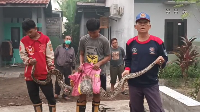 Piton 4 Meter Belit 2 Ayam di Kandang, Warga Palangka Raya Minta Bantuan BPK