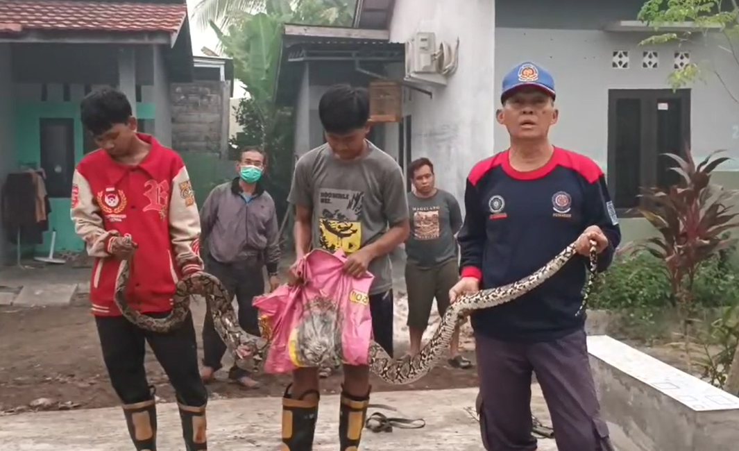 Piton 4 Meter Belit 2 Ayam di Kandang, Warga Palangka Raya Minta Bantuan BPK