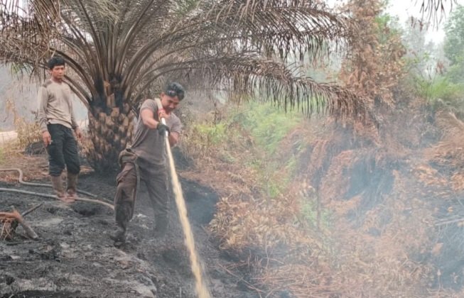 Tim Gabungan Tuntaskan Pembasahan Bara Api di Taman Nasional Sebangau